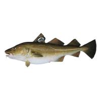 Bacalao Skrei 2-4 kg E.NATUR MSC, granel 3 kg