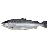 Salmón entero y limpio de crianza, al peso, compra mínima 2.5 kg