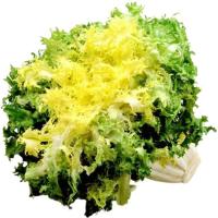 Lechuga escarola DICA, 1 ud